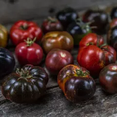 En samling mörka och röda tomater på en träyta. Vissa har en mörk, nästan lila färg, andra är röda med inslag av gult och grönt. Kanske är det nackdelar med tomater att de kan vara så olika?