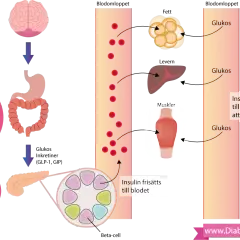 Diagram som visar hur insulin frisätts och påverkar glukosupptaget i kroppen, vilket är centralt vid insulinresistens.