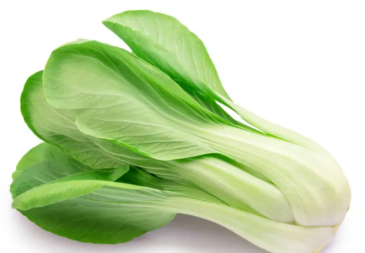 En färsk pak choi, känd för att vara nyttig, med sina ljusgröna blad och vita stjälkar.