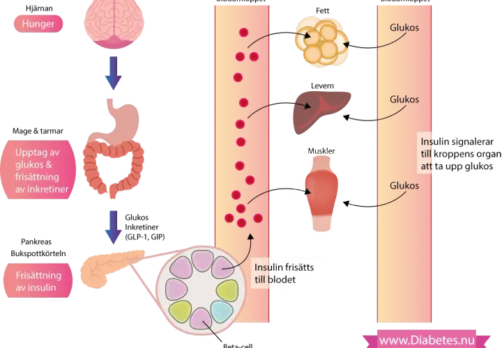 Diagram som visar hur insulin frisätts och påverkar glukosupptaget i kroppen, vilket är centralt vid insulinresistens.
