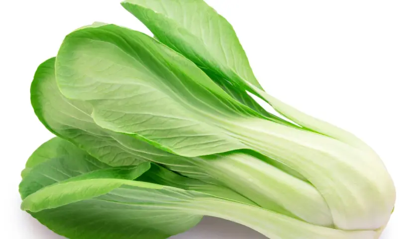 En färsk pak choi, känd för att vara nyttig, med sina ljusgröna blad och vita stjälkar.