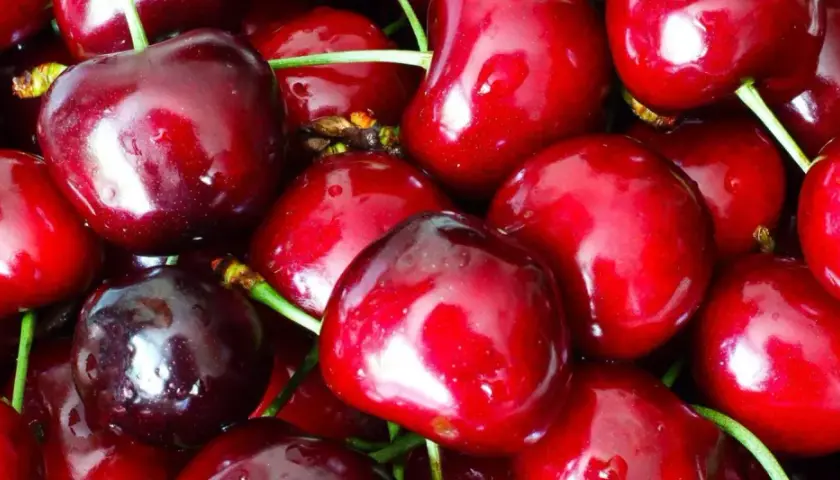 En närbild av saftiga, röda bigarråer. Dessa söta bär är inte bara goda, de är också nyttiga och fulla av antioxidanter. Perfekta som mellanmål!