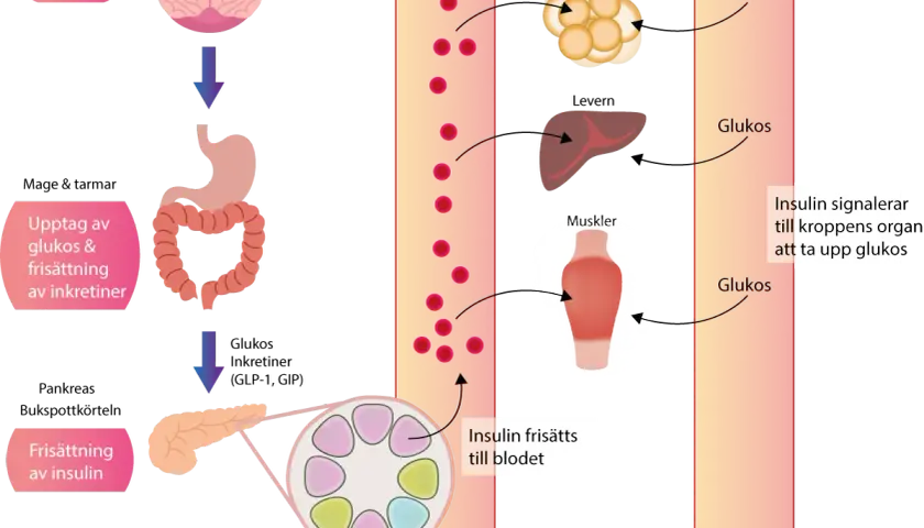 Diagram som visar hur insulin frisätts och påverkar glukosupptaget i kroppen, vilket är centralt vid insulinresistens.