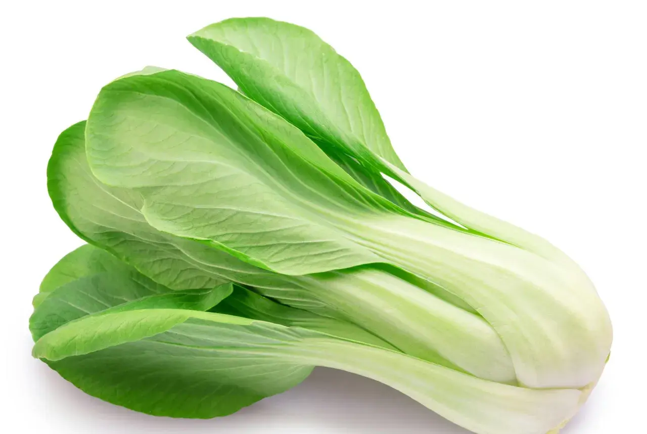 En färsk pak choi, känd för att vara nyttig, med sina ljusgröna blad och vita stjälkar.