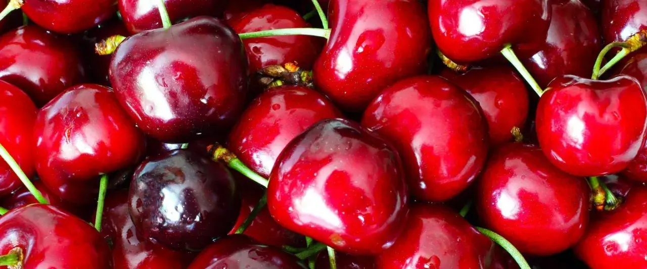 En närbild av saftiga, röda bigarråer. Dessa söta bär är inte bara goda, de är också nyttiga och fulla av antioxidanter. Perfekta som mellanmål!