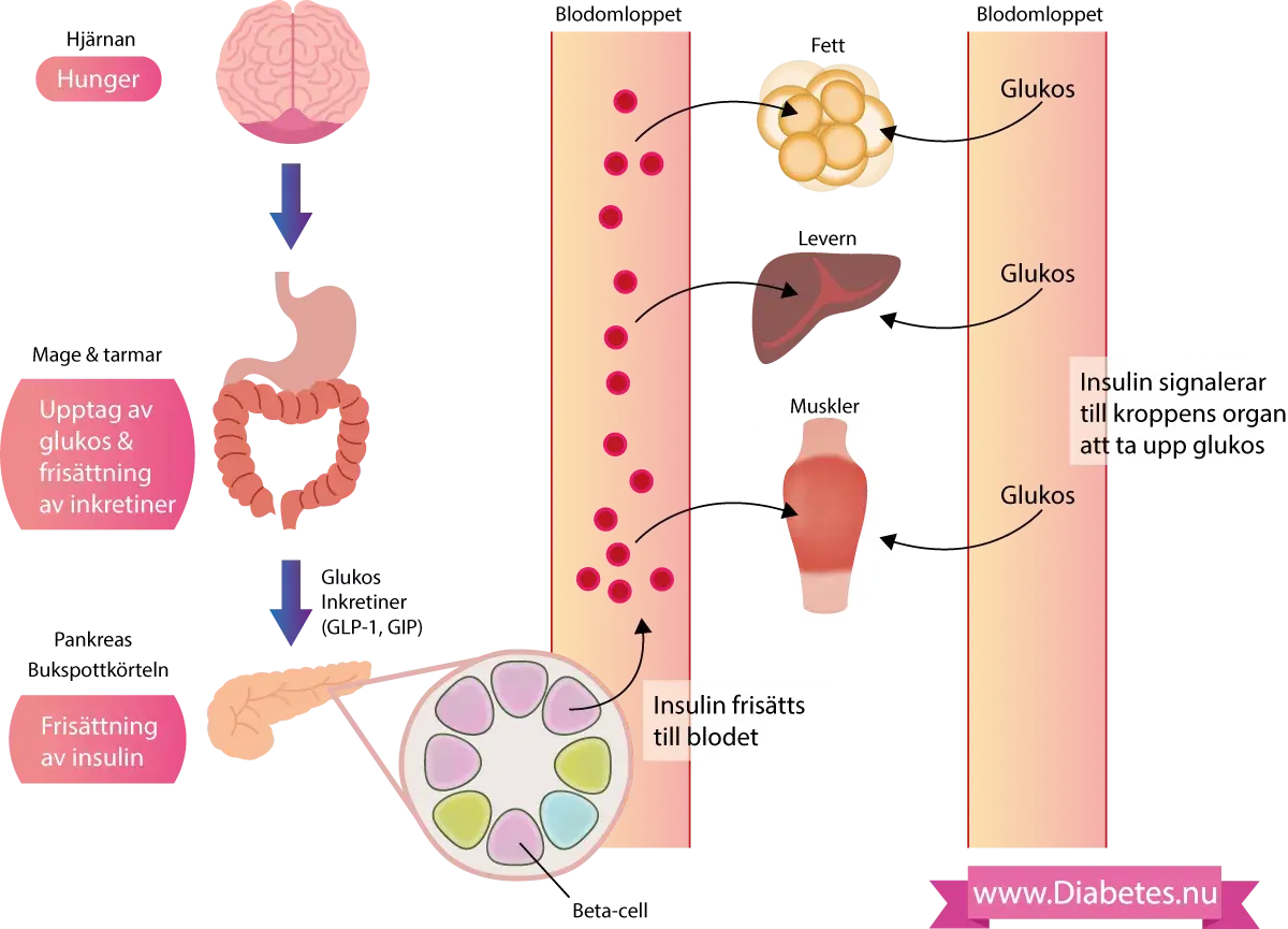 Diagram som visar hur insulin frisätts och påverkar glukosupptaget i kroppen, vilket är centralt vid insulinresistens.