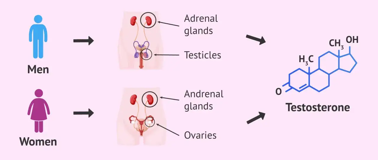 Illustration visar att binjurar och testiklar hos m&auml;n, samt binjurar och &auml;ggstockar hos kvinnor, producerar testosteron.