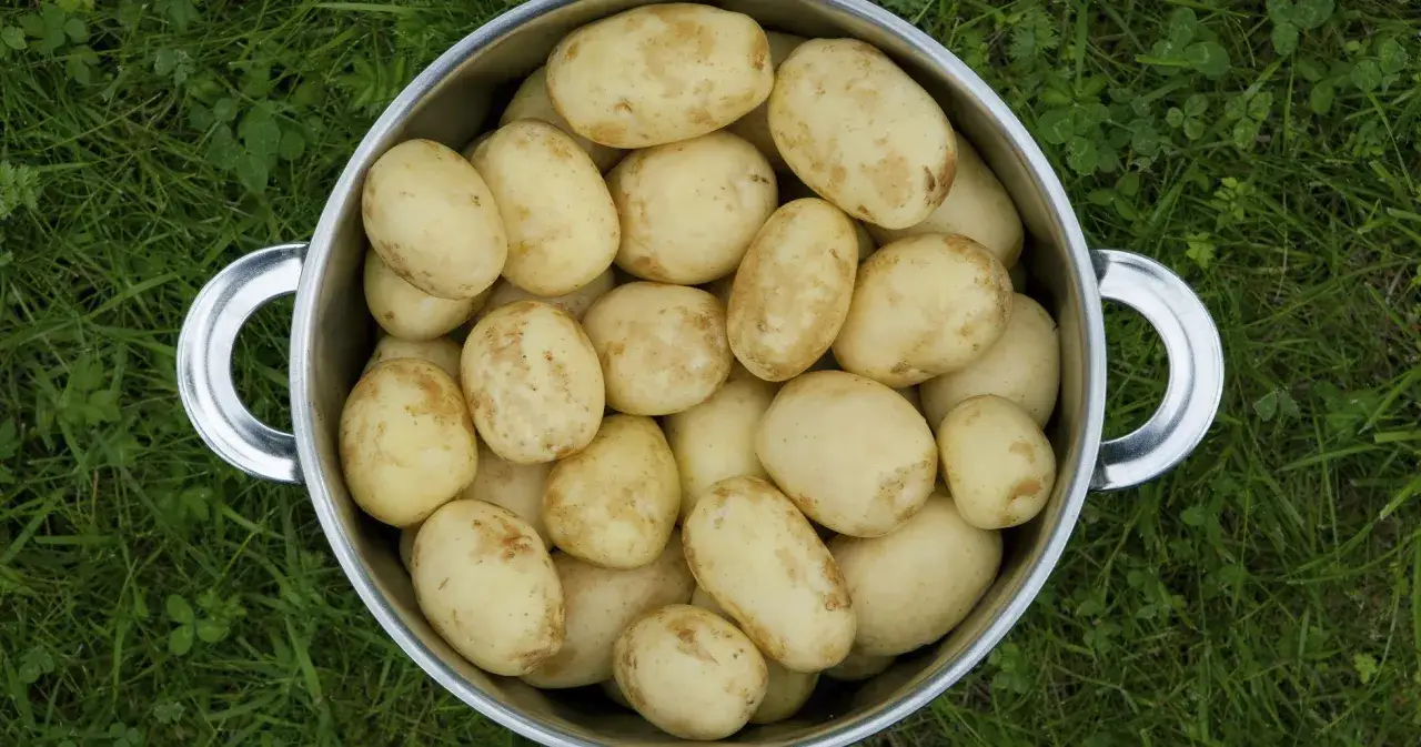 En stor gryta fylld med nysk&ouml;rdade potatisar, redo f&ouml;r en h&auml;rlig middag. Undrar hur mycket potatis per person som g&aring;r &aring;t?